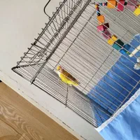 طوطی برزیلی شیطون