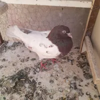 کله سیاه