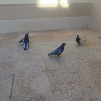 پرنده
