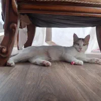 واگذاری رایگان گربه ماده 6ماهه