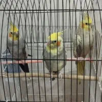 عروس هلندی لوتینو گل باقالی|پرنده|مشهد, شهید علی محمدی|دیوار