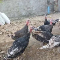 5تا بوقلمون ماده سالم ودرشت .|حیوانات مزرعه|صالح آباد, |دیوار