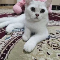 نژاد بریتیشن سن 6ماهشه  جنسیت ماده