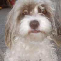 واگذاری دو عدد شبتزو (نه به رایگان)|سگ|کرمانشاه, |دیوار