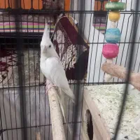 عروس هلندی ماده البینو ۱ساله تک خال آماده جفت