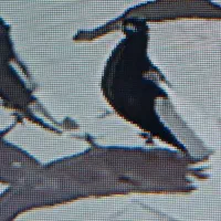 یک جفت دم سفید|پرنده|نیشابور, شهید جعفری|دیوار