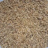 گندم امین ابی پرورشی
