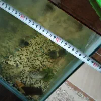 آکواریوم بزرگ|ماهی|میاندوآب, |دیوار