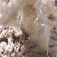 پشم گوسفند