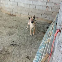 سگ پلیسی ژمن مالینویز