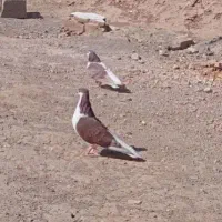 ساده