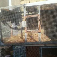 قفس مرغ خروس|لوازم جانبی حیوانات|شیراز, رکنآباد|دیوار