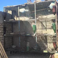 جفتگاه کبوتر و مرغ عشق