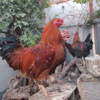 خروس|حیوانات مزرعه|شیراز, چشمه سید صفری|دیوار