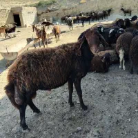 قوچ قرمز