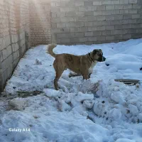 سگ افغان