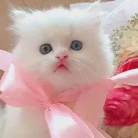 گربه اسکاتیش
