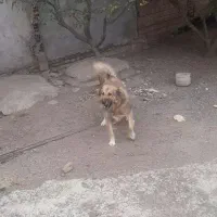 سگ نگهبان و گله به شرط