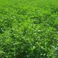 فروش پرس یونجه