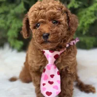 سگ توی پودل 75 روزه با پاسپورت