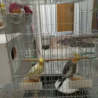 فروش ۶ عدد عروس هلندی