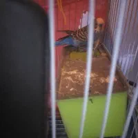 مرغ عشق|پرنده|مشهد, تلگرد|دیوار