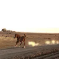 کره عرب مصری