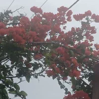 راهنمایی میکنم برا خرید ملک گیلان|فعالیت داوطلبانه|شیراز, شاهچراغ|دیوار