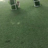 گربه خوشکل