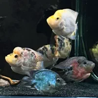 ماهی فلاور کوتوله (باکس)|ماهی|تهران, ابوذر|دیوار