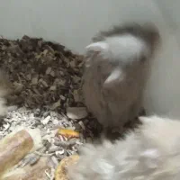 همستر.درحسن.اباد|موش و خرگوش|سنندج, |دیوار