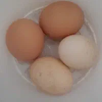 تخم مرغ محلی مطمئن