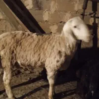 قوچ
