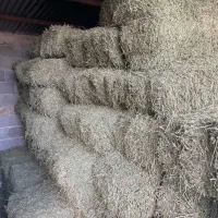 یونجه خشک طلای سبز