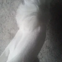 سیمکارت رند ایرانسل ( ۰۹۳۸۵۵۵۷۰۰۱)