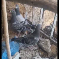 جوانه سبز وپولک..دمسفید