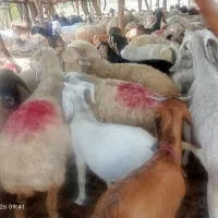 چپشت نر