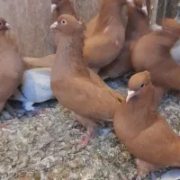 پرنده کبوتر فروشی|پرنده|اسفرورین, |دیوار