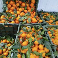 نارنگی درجه یک محلی عباس آباد