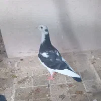 سه تا جوجه ابلاغ ۷۰۰|پرنده|چناران, |دیوار