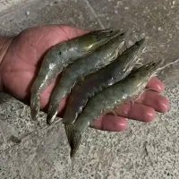 میگو پرورشی