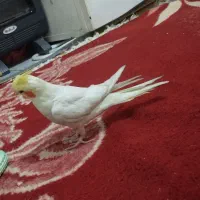 سرحال شیطون