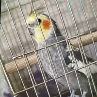 عروس هلندی نر