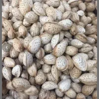 بادام پوست کاغذی محب