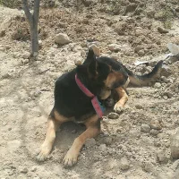 سگ نگهبان نژاد دار