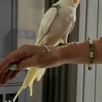 عروس هلندی جوان|پرنده|ری, ظهیرآباد|دیوار