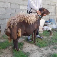 قوچ افشار نیم لخت اصیل