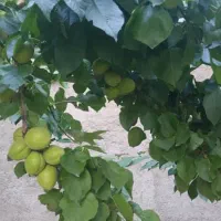 باغ ویلا روستایی|فروش خانه و ویلا|بوئین و میاندشت, |دیوار