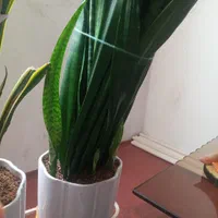 سانسوریا|گل و گیاه طبیعی|کرمان, |دیوار