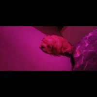 توله خوشگل و بانمک